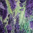 Lavendel