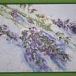 Lavendel