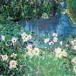 Rosen im Teich